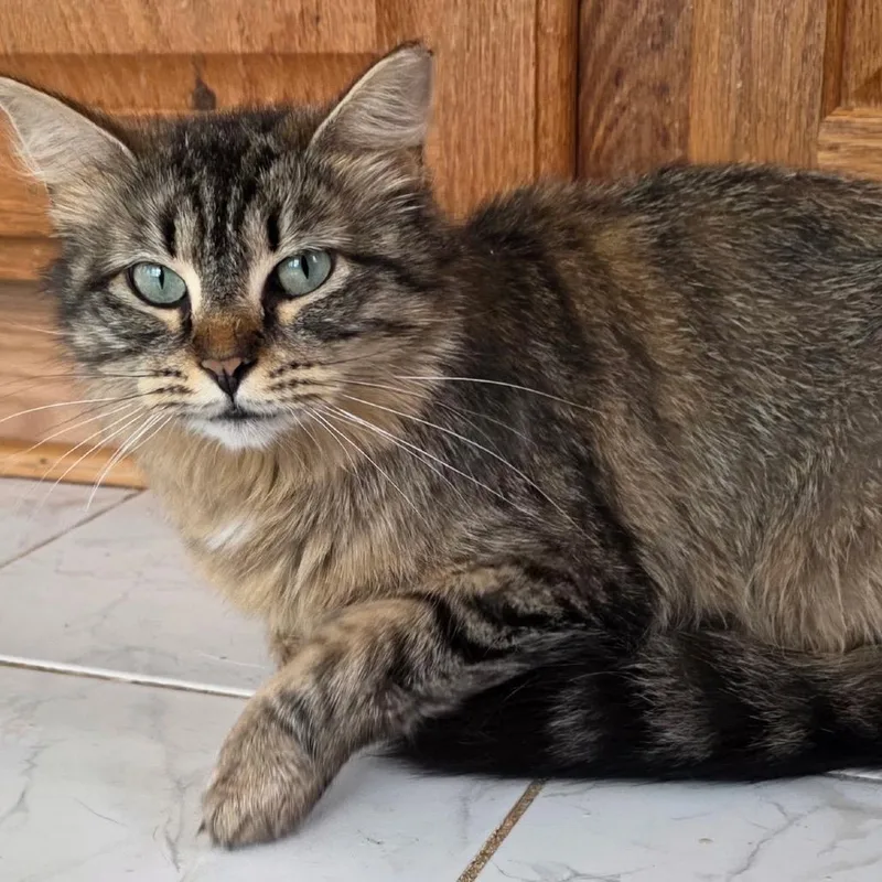 An adult medium-sized female Brown / Chocolate Domestic Short Hair cat named Zara for adoption in Waldorf, MD