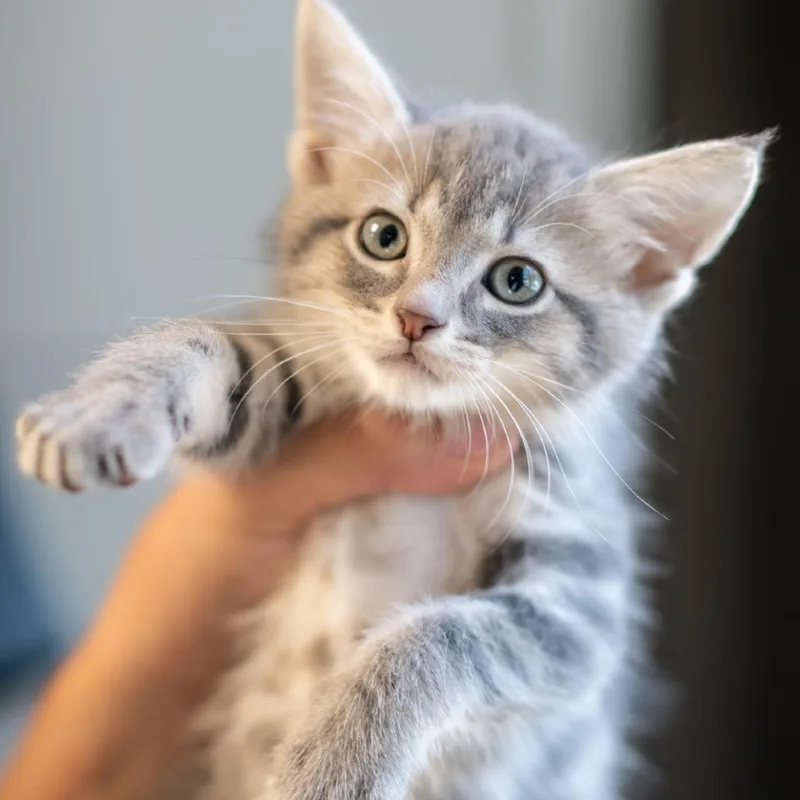 A baby small-sized male Domestic Short Hair cat named Zane for adoption in Bartlett, TN