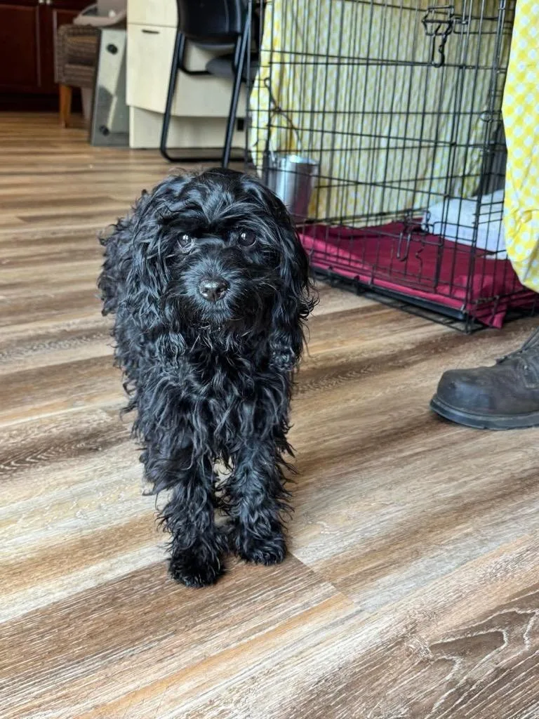 A baby small-sized male Cavalier King Charles Spaniel dog named Burton for adoption in Pine Grove, PA