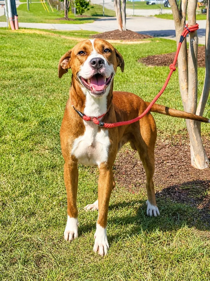 An adult medium-sized male Brown / Chocolate Mixed Breed dog named Jesse for adoption in Orangeburg, SC