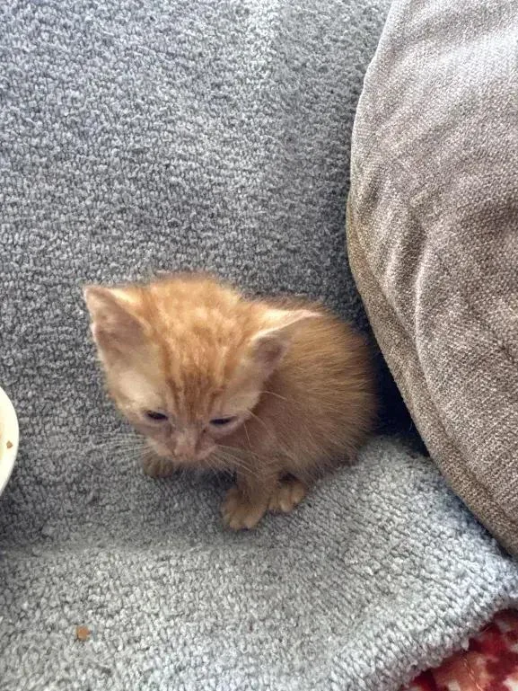 A baby small-sized male Tabby (Orange / Red) Domestic Short Hair cat named Mcflurry for adoption in Grand Rapids, MI