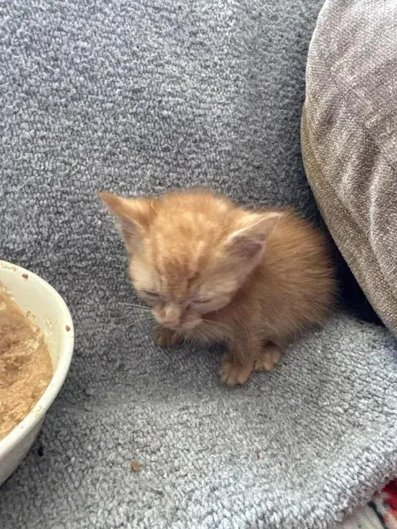 Mcflurry thumbnail 2