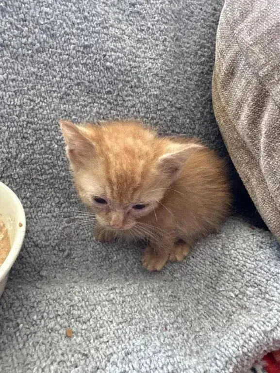 Mcflurry thumbnail 3