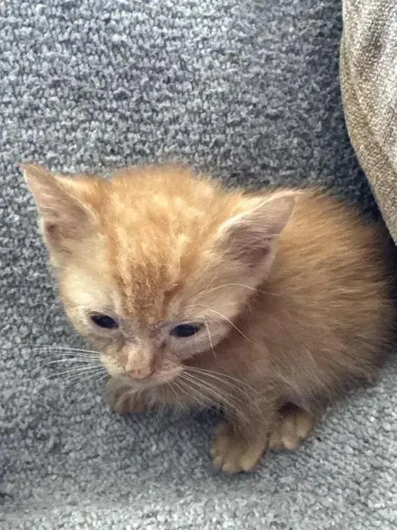 Mcflurry thumbnail 4