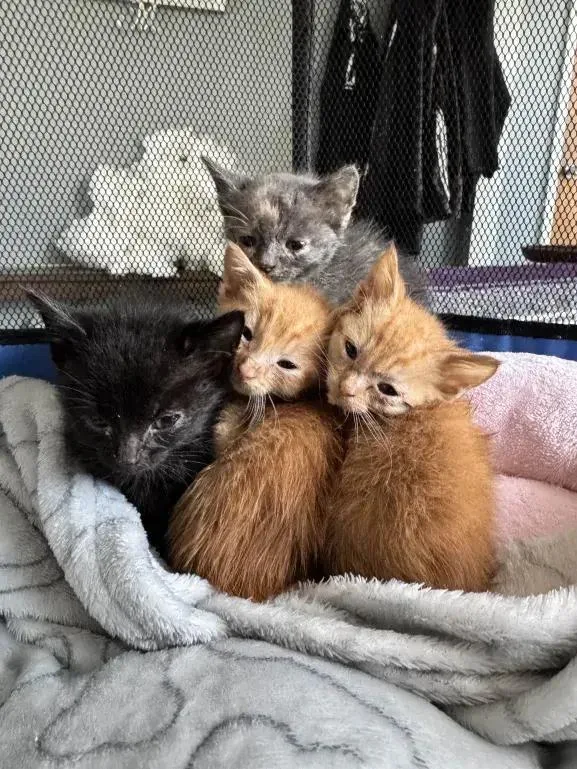 Mcflurry thumbnail 5