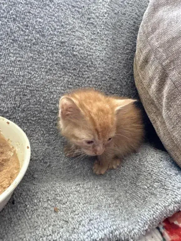 Mcflurry thumbnail 6