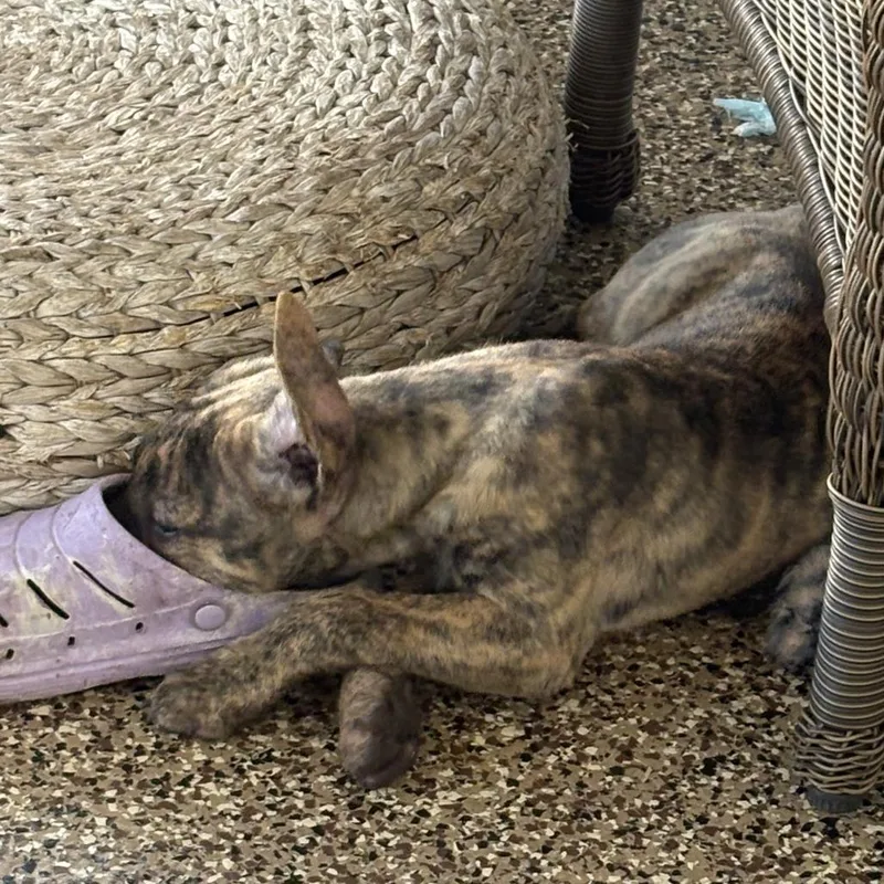 A baby medium-sized female Brindle Pit Bull Terrier dog named Ringling for adoption in Sarasota, FL