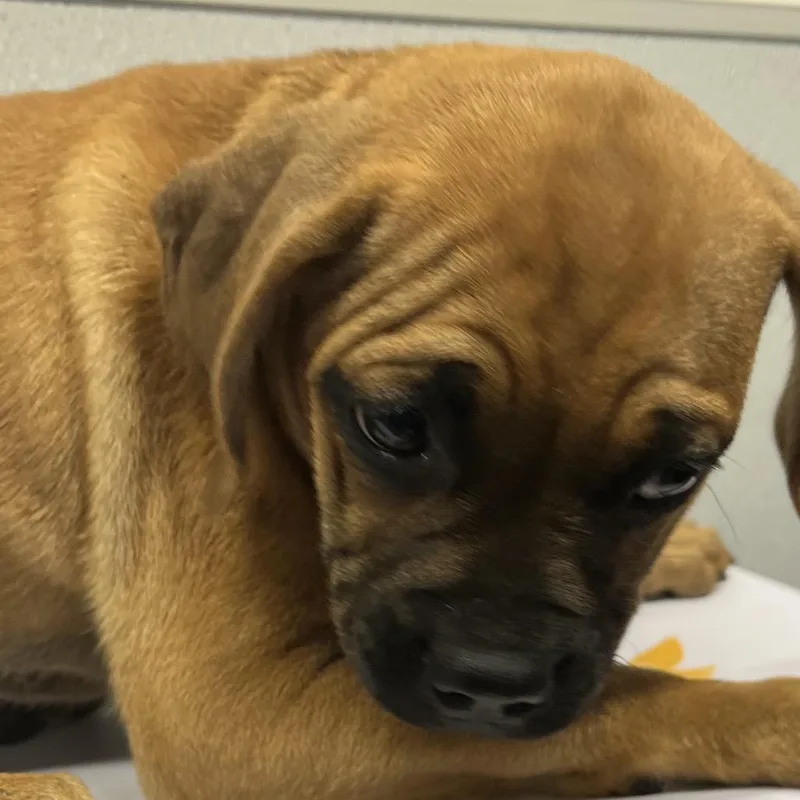 A baby small-sized female Yellow / Tan / Blond / Fawn Boxer dog named Fraley for adoption in Tampa, FL