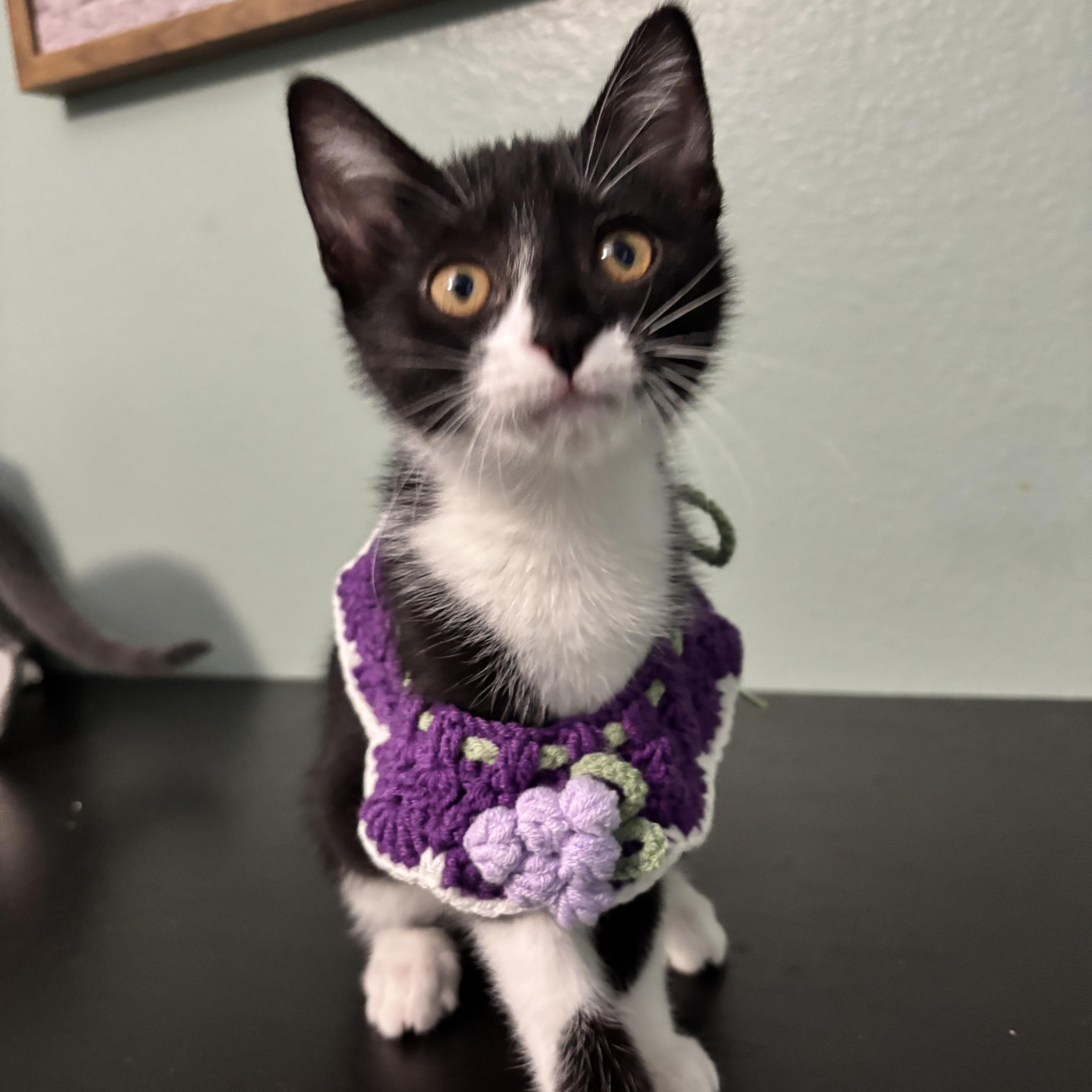 A baby medium-sized female Black & White / Tuxedo Domestic Short Hair cat named Hotrod Ready To for adoption in Plano, TX