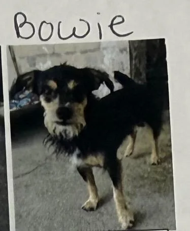 An adult small-sized male Mixed Breed dog named Bowie for adoption in Thousand Oaks, CA