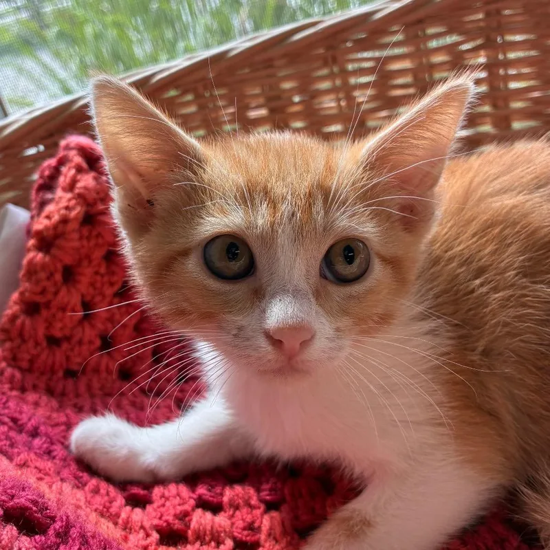 A baby small-sized male Domestic Short Hair cat named Dwight for adoption in Manhattan, KS