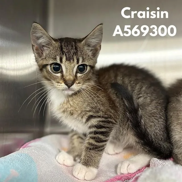 A baby medium-sized female Domestic Short Hair cat named Craisin for adoption in Huntsville, AL