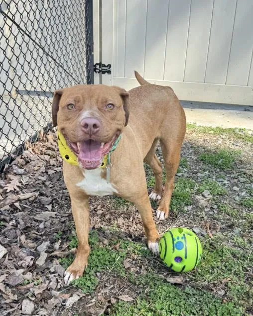 An adult medium-sized female Mixed Breed dog named Deedee for adoption in Haw River, NC