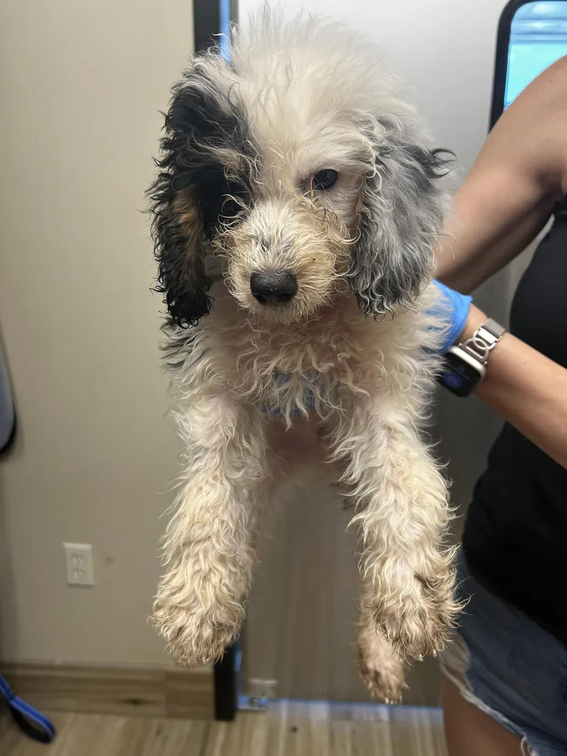A baby small-sized male Bernese Mountain Dog dog named Luffy for adoption in Valrico, FL
