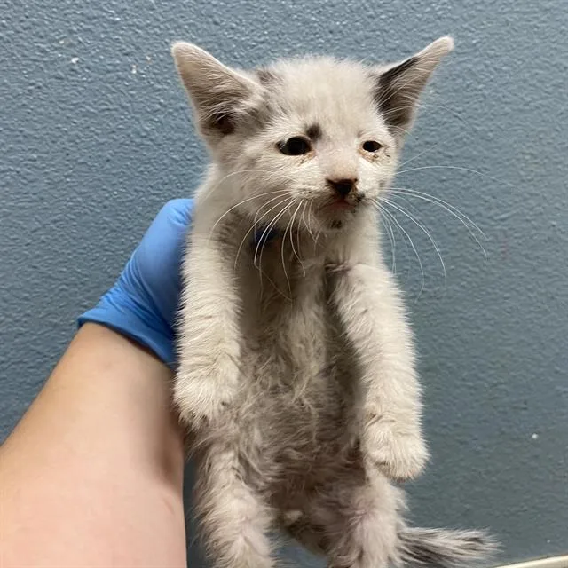 A baby small-sized male Domestic Short Hair cat named Zuko for adoption in Modesto, CA