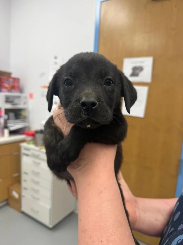 A baby small-sized male Labrador Retriever dog named Vector for adoption in Hartsville, SC