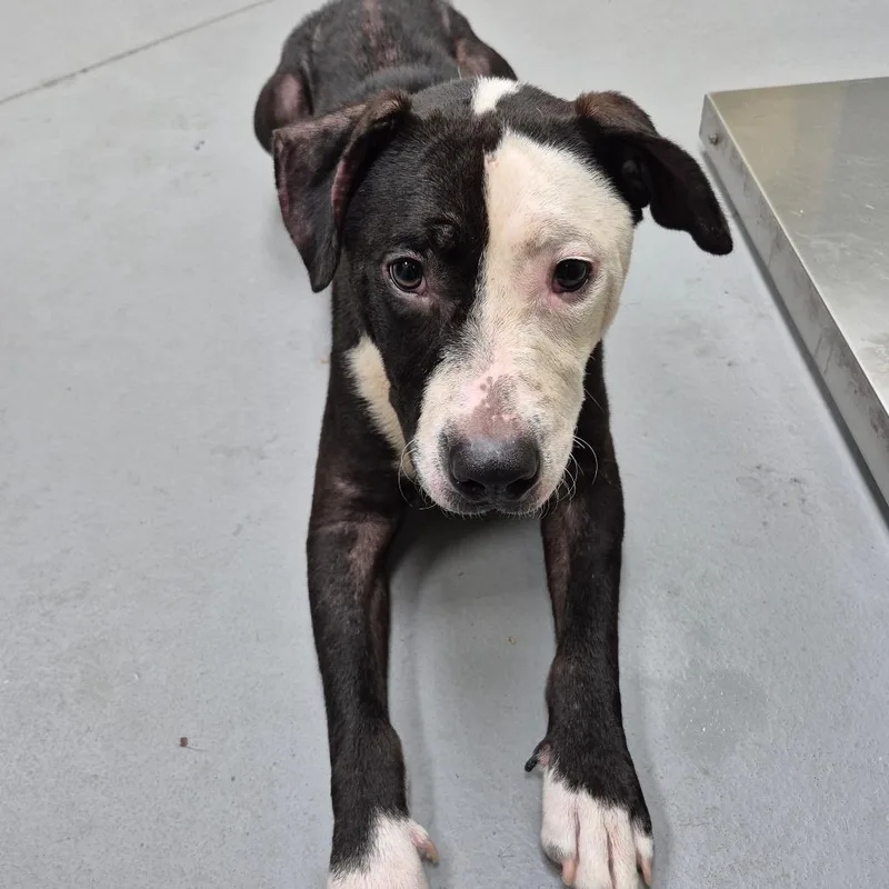 An adult medium-sized female Black Mixed Breed dog named StrayStFrancisAvenue for adoption in Columbus, GA