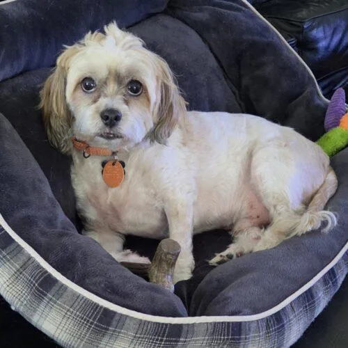 An adult small-sized male Shih Tzu dog named Winston for adoption in Lincolnshire, IL