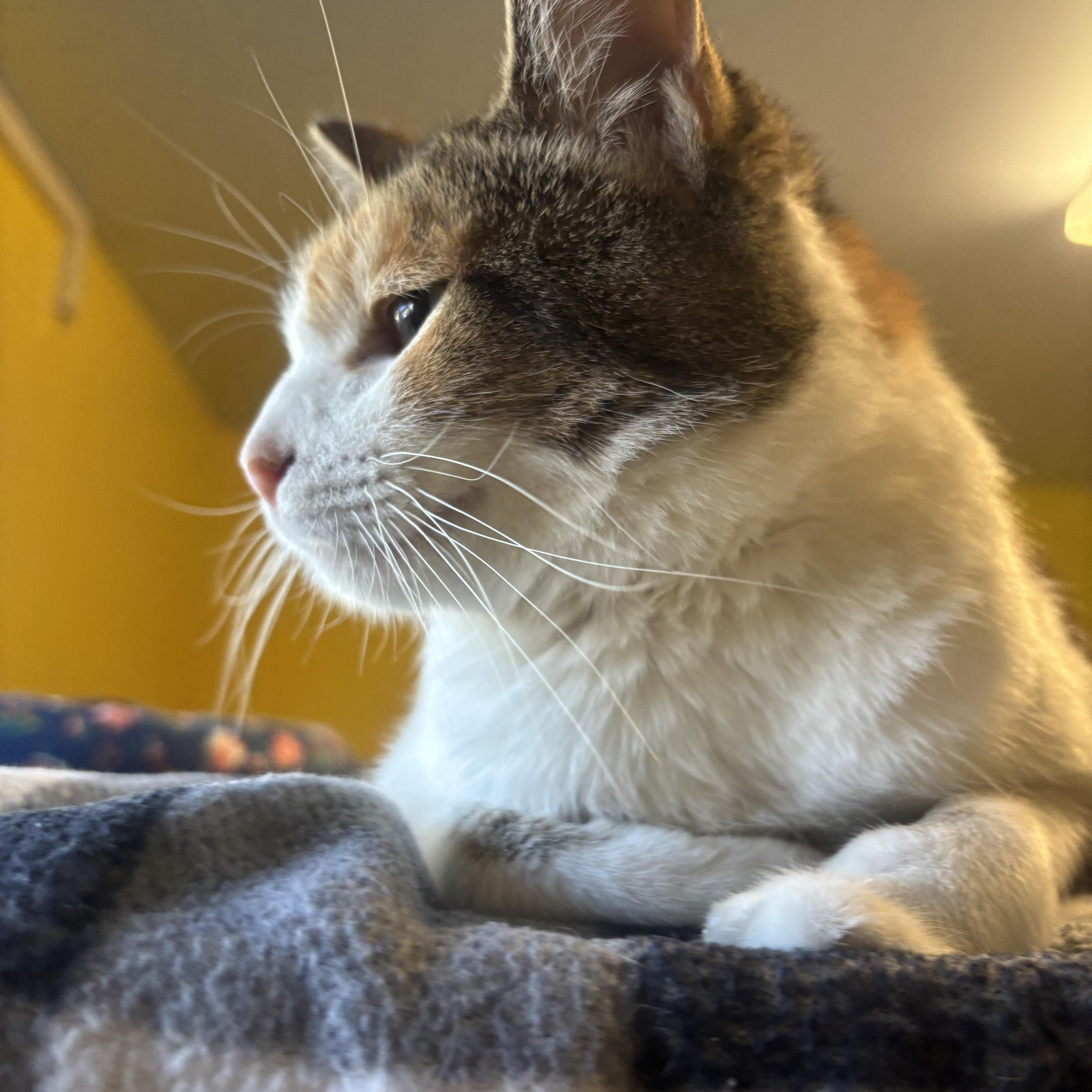 An adult medium-sized female Calico cat named Lulu for adoption in Whittier, CA