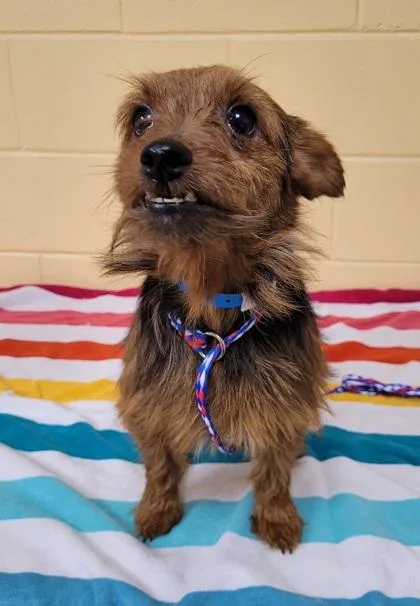An adult small-sized male Yorkshire Terrier dog named States Ave for adoption in Westland, MI