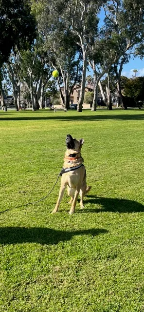 Hennessey thumbnail 2