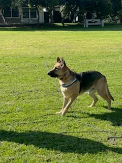 Hennessey thumbnail 3