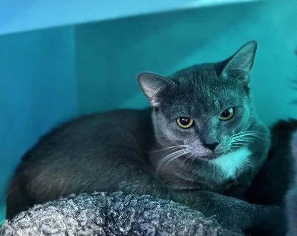 A young small-sized male Domestic Short Hair cat named Baron for adoption in Sherwood, OR