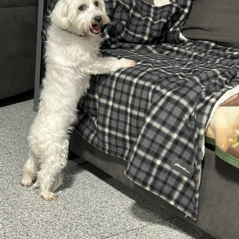 An adult small-sized female White / Cream Coton de Tulear dog named Poppy for adoption in Antwerp, OH