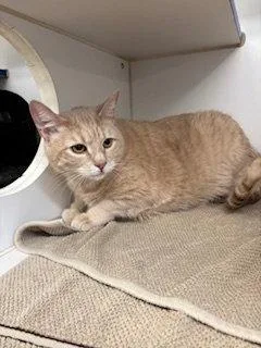 An adult medium-sized male Domestic Short Hair cat named Milo   Years for adoption in Sterling, MA