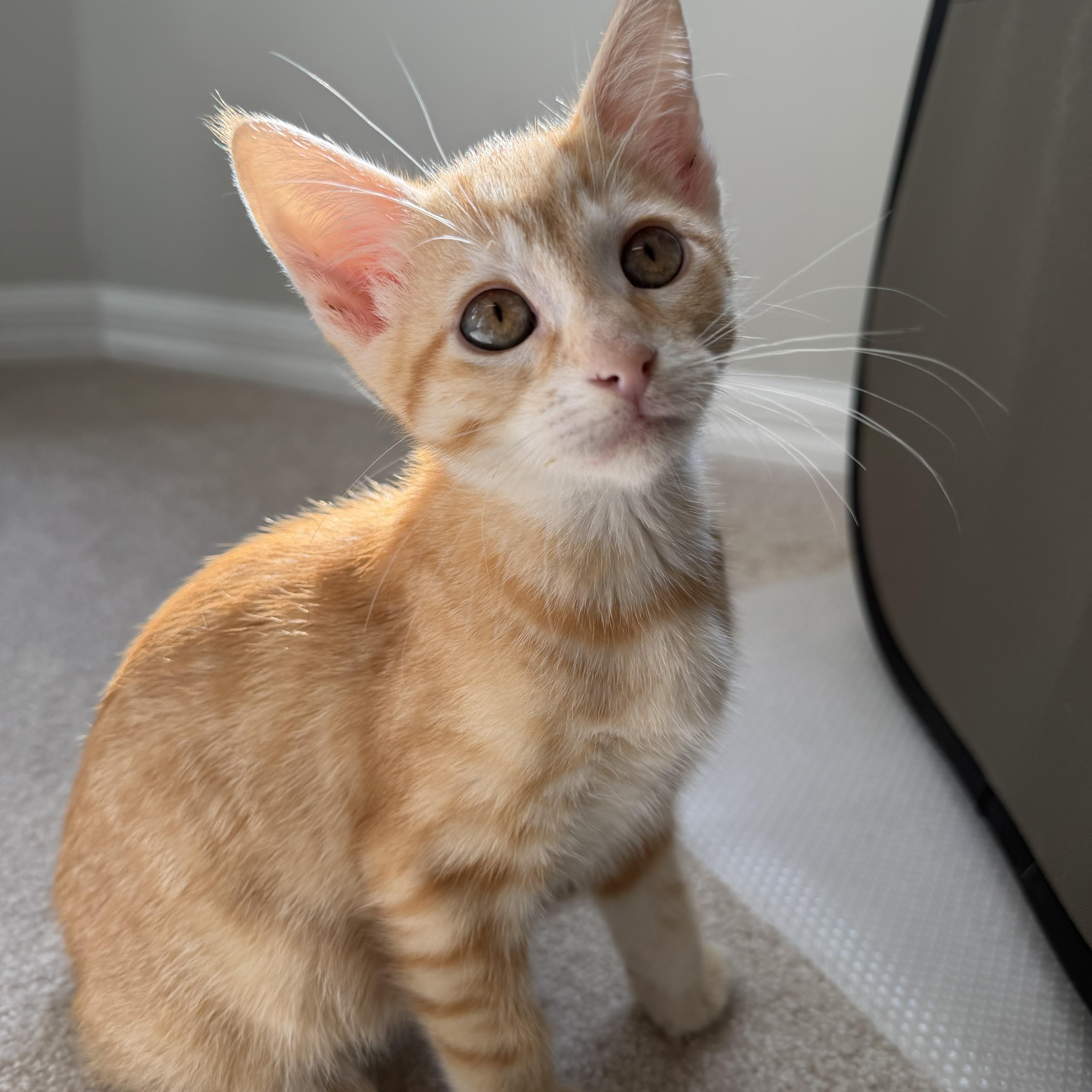 A baby medium-sized male Orange / Red Domestic Short Hair cat named Peanut for adoption in Jacksonville, FL