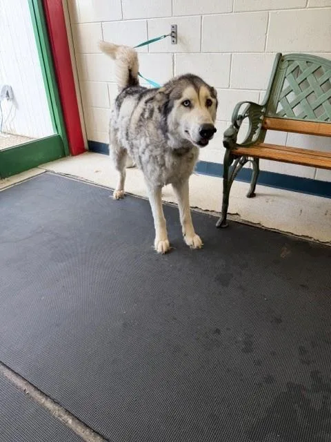 An adult large-sized male Alaskan Malamute dog named Tobby for adoption in Anchorage, AK