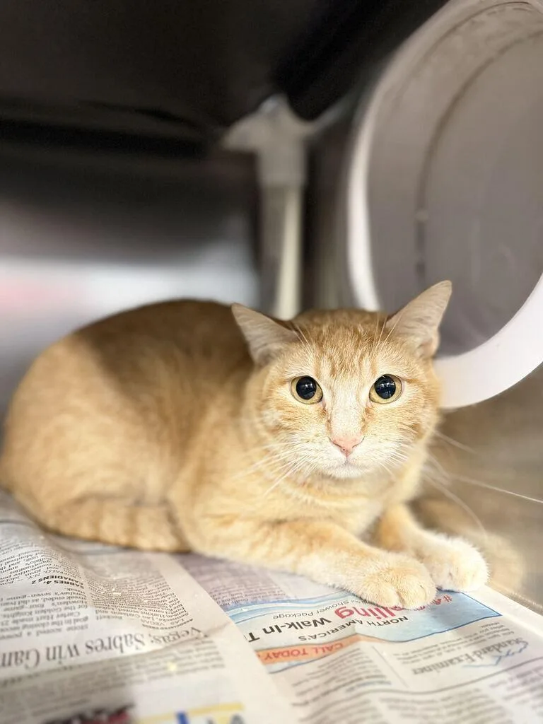 A young medium-sized male Tabby (Orange / Red) Domestic Short Hair cat named Jacko for adoption in Fruit Heights, UT