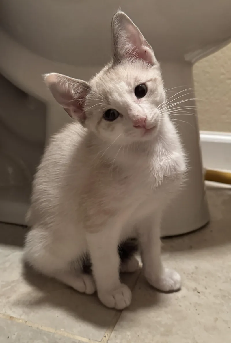 A baby medium-sized male Gray / Blue / Silver Siamese cat named Vega for adoption in Noble, OK