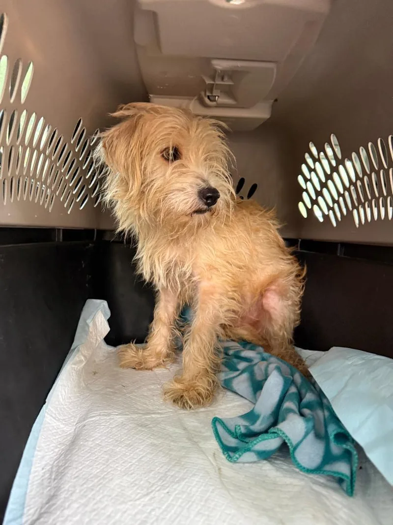 A young small-sized male Terrier dog named Gordon for adoption in Los Angeles, CA