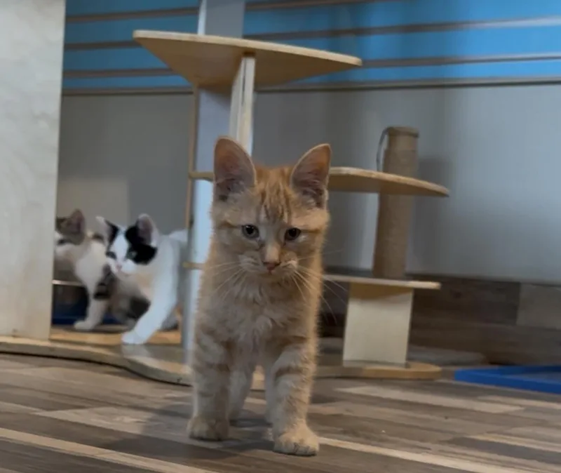 A young small-sized male Tabby (Orange / Red) Domestic Short Hair cat named Chili for adoption in Osseo, MI