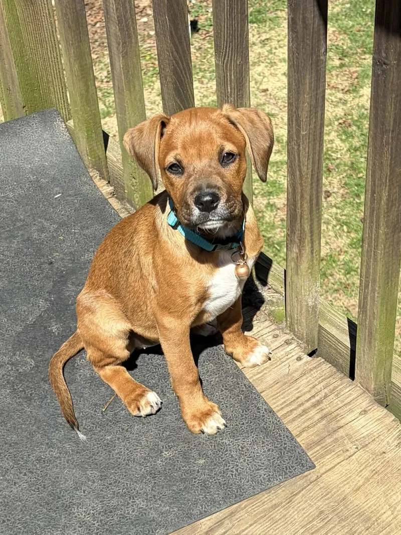 A baby medium-sized female Boxer dog named Bullet for adoption in Succasunna, NJ
