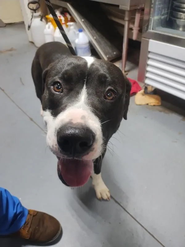An adult large-sized male Pit Bull Terrier dog named Miles for adoption in Dallas, GA