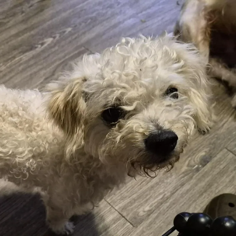 A young small-sized male White / Cream Miniature Poodle dog named Wemby Pf for adoption in Austin, TX