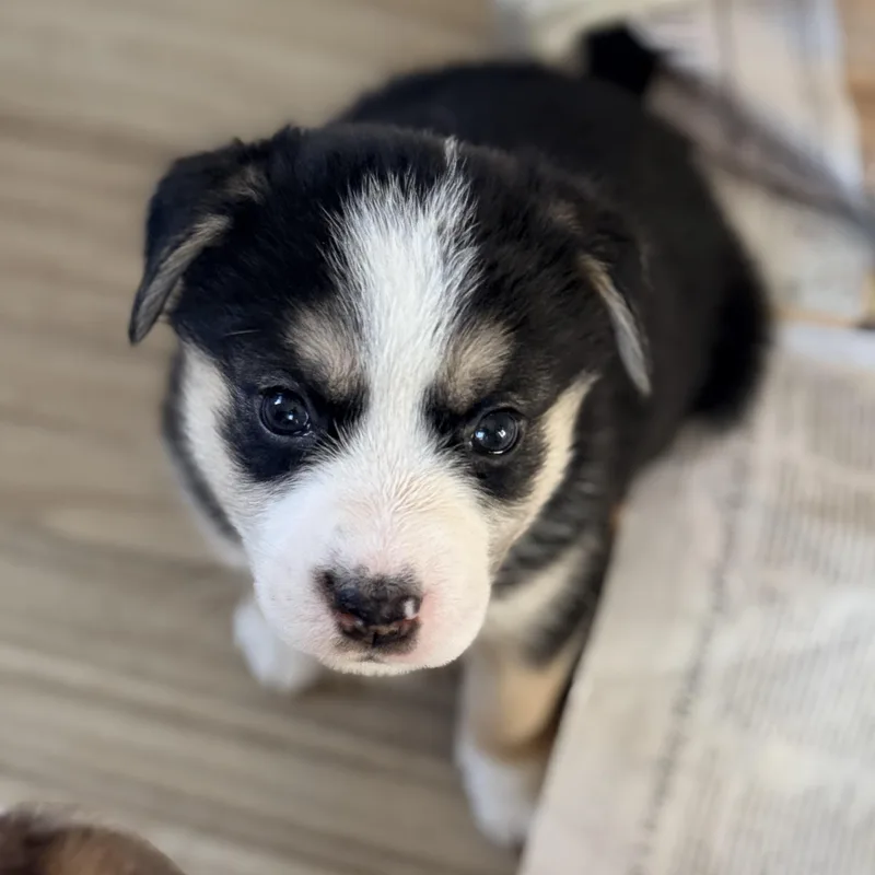 A baby medium-sized female Black Mixed Breed dog named Johanna for adoption in Columbia, MD