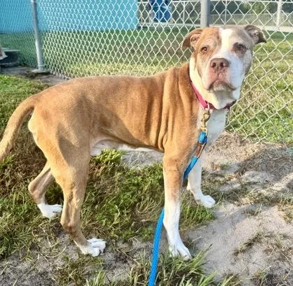 An adult large-sized male Mixed Breed dog named Prince for adoption in Vero Beach, FL