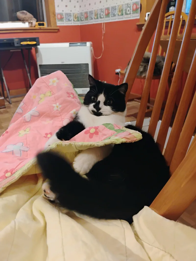 Moomin Mamma