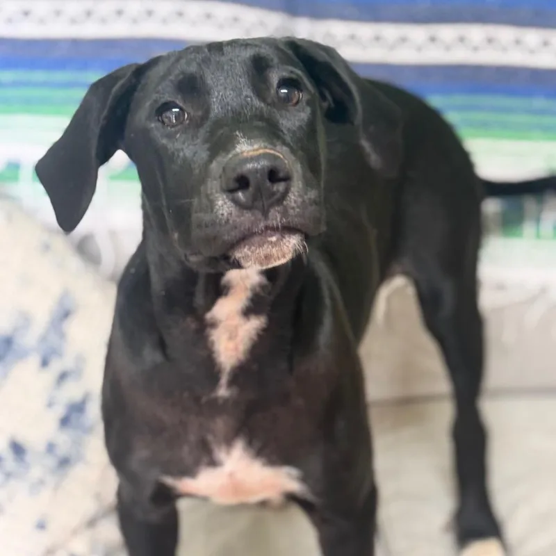A baby medium-sized female Black Labrador Retriever dog named Zola for adoption in Brownsboro, AL