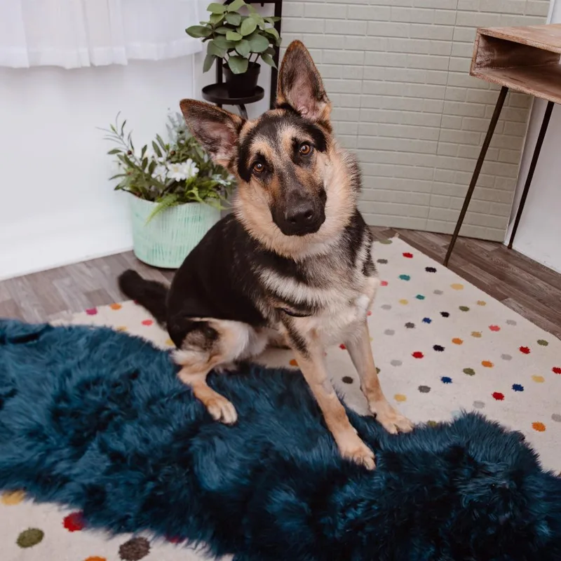 An adult medium-sized male German Shepherd Dog dog named Galileo for adoption in Los Angeles, CA