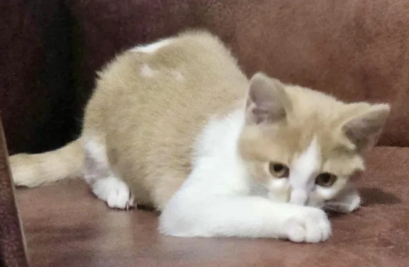 Pumpkin Pie Bonded With