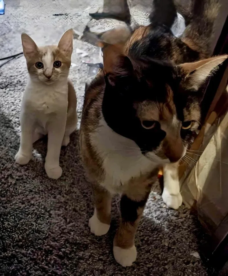 Pumpkin Pie Bonded With thumbnail 2