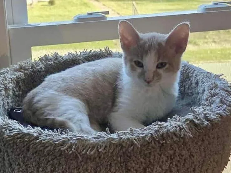 Pumpkin Pie Bonded With thumbnail 3