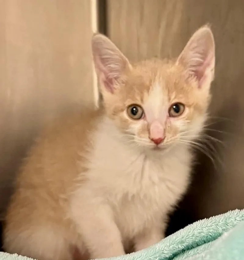 Pumpkin Pie Bonded With thumbnail 4