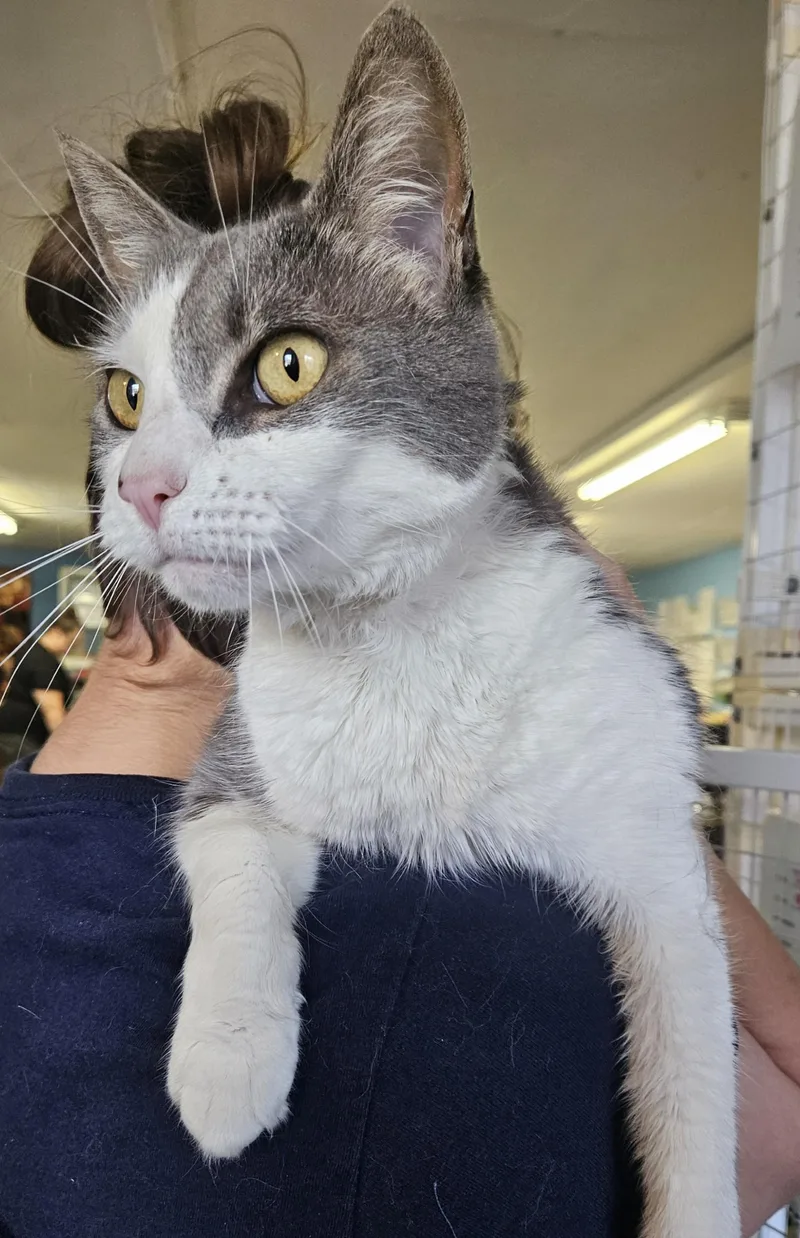 A senior medium-sized female Domestic Medium Hair cat named Tyko for adoption in Claremont, NH