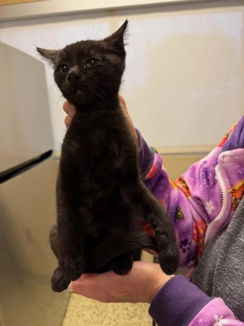 A baby small-sized male Domestic Short Hair cat named Dale for adoption in Riverside, CA