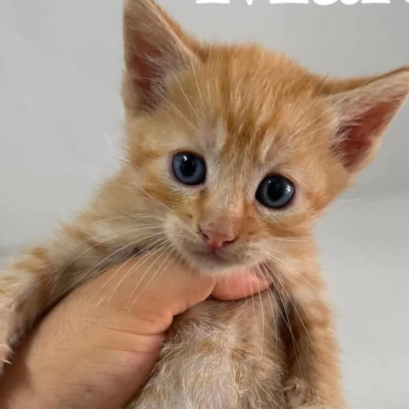 A baby small-sized male Orange / Red Domestic Short Hair cat named Garfield for adoption in San Diego, CA